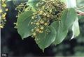 Flacourtia rukam